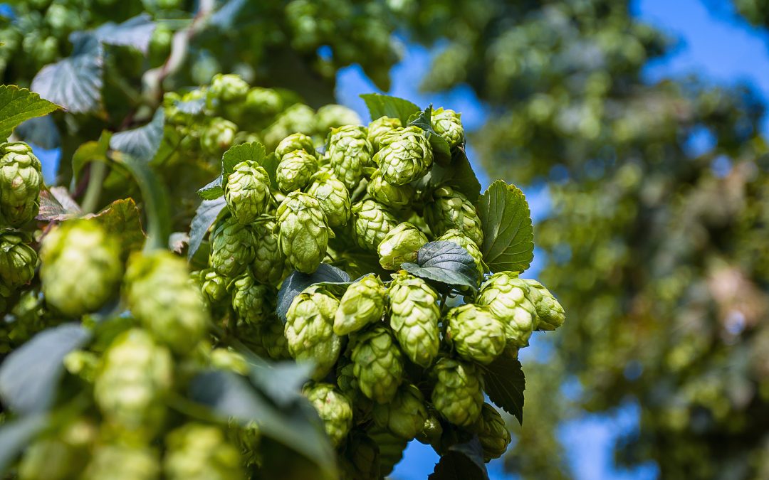 Breweries and distilleries